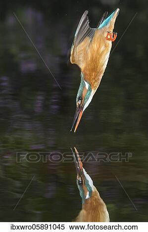 Spoils of the Common kingfisher ( Alcedo atthis), flying, hunting, Netherlands View Large Photo Image Stock Photography - Spoils of the Common kingfisher ( Alcedo atthis), flying, hunting, Netherlands. Fotosearch