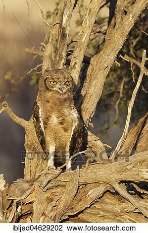 Spotted eagle-owl (Bubo africanus), young bird perched on a tree, Kgalagadi Transfrontier Park, Northern Cape, South Africa, Africa View Large Photo Image Stock Image - Spotted eagle-owl (Bubo africanus), young bird perched on a tree, Kgalagadi Transfrontier Park, Northern Cape, South Africa, Africa. Fotosearch