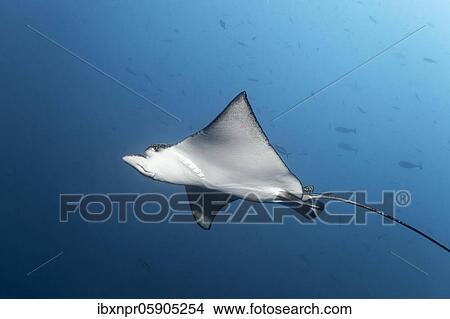 Spotted eagle ray (Aetobatus narinari), swimming in the open sea, Andaman Sea, Mu Ko Similan National Park, Similan Islands, Phang Nga Province, Thailand, Asia View Large Photo Image Picture - Spotted eagle ray (Aetobatus narinari), swimming in the open sea, Andaman Sea, Mu Ko Similan National Park, Similan Islands, Phang Nga Province, Thailand, Asia. Fotosearch