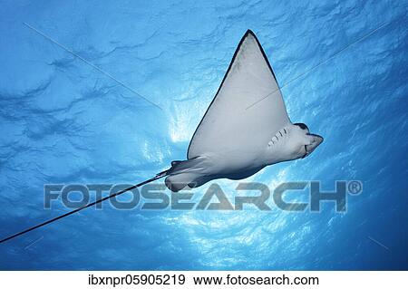 Stock Photo - Spotted eagle ray (Aetobatus narinari), swimming in the open sea, back light, Andaman Sea, Mu Ko Similan National Park, Similan Islands, Phang Nga Province, Thailand, Asia. Fotosearch