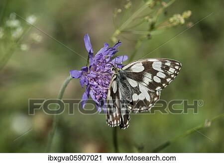 Stock Image - Spotted fritillary (Melitaea didyma) Wallis, Switzerland, Europe. Fotosearch