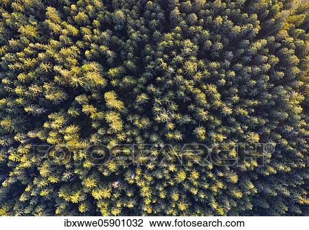Stock Image - Spruce forest from above, drone photograph, Mondseeland, Salzkammergut, Upper Austria, Austria, Europe. Fotosearch