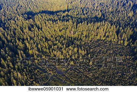 Stock Image - Spruce forest from above, raised bog at Mondseeberg, drone photograph, Mondseeland, Salzkammergut, Upper Austria, Austria, Europe. Fotosearch