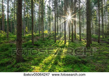 Spruce forest in the morning, sun shines through haze, nature park Park Thuringian Slate Mountains, near Ziegenrück, Thuringia, Germany, Europe View Large Photo Image Stock Photo - Spruce forest in the morning, sun shines through haze, nature park Park Thuringian Slate Mountains, near Ziegenrück, Thuringia, Germany, Europe. Fotosearch
