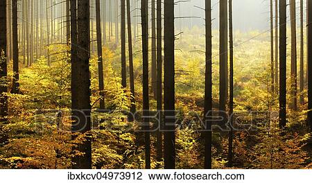 Spruce forest with clear cutting and beginning rejuvenation by beech trees in autumn, eastern Harz foreland, near Mansfeld, Saxony-Anhalt, Germany, Europe View Large Photo Image Stock Image - Spruce forest with clear cutting and beginning rejuvenation by beech trees in autumn, eastern Harz foreland, near Mansfeld, Saxony-Anhalt, Germany, Europe. Fotosearch