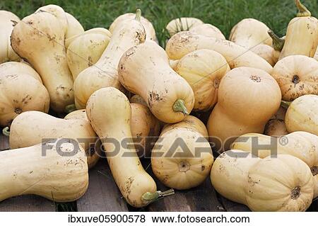 Squash Butternut (Cucurbita maxima) Variety Butternut, Schleswig-Holstein, Germany, Europe View Large Photo Image Stock Photo - Squash Butternut (Cucurbita maxima) Variety Butternut, Schleswig-Holstein, Germany, Europe. Fotosearch