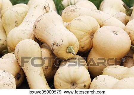 Stock Photo - Squash Butternut (Cucurbita maxima) Variety Butternut, Schleswig-Holstein, Germany, Europe. Fotosearch