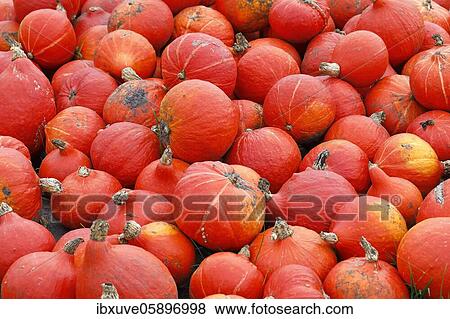 Stock Photo - Squash Hokkaido (Cucurbita maxima) variety Hokkaido, Schleswig-Holstein, Germany, Europe. Fotosearch