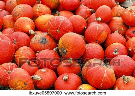 Squashes Hokkaido (Cucurbita maxima) variety Hokkaido, Schleswig-Holstein, Germany, Europe View Large Photo Image Stock Image - Squashes Hokkaido (Cucurbita maxima) variety Hokkaido, Schleswig-Holstein, Germany, Europe. Fotosearch