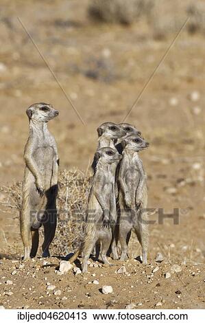Standing meerkats (Suricata suricatta), adult male and young at burrow, alert, Kgalagadi Transfrontier Park, Northern Cape, South Africa, Africa View Large Photo Image Stock Image - Standing meerkats (Suricata suricatta), adult male and young at burrow, alert, Kgalagadi Transfrontier Park, Northern Cape, South Africa, Africa. Fotosearch