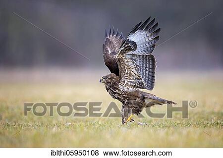 Steppe buzzard (Buteo buteo) at departure, Biosphere Reserve Mittelelbe, Saxony-Anhalt, Germany, Europe View Large Photo Image Stock Photo - Steppe buzzard (Buteo buteo) at departure, Biosphere Reserve Mittelelbe, Saxony-Anhalt, Germany, Europe. Fotosearch