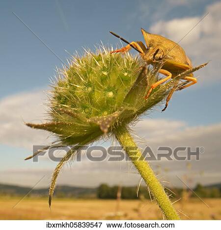 Stock Photo - Stink Bug (Carpocoris fuscispinus), Hesse, Germany, Europe. Fotosearch