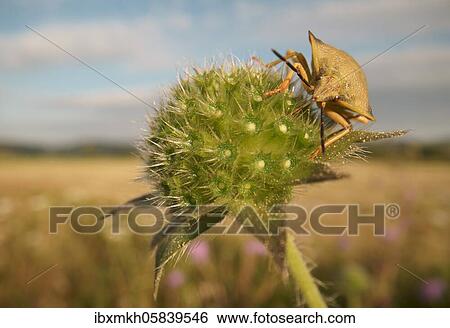 Stink Bug (Carpocoris fuscispinus), Hesse, Germany, Europe View Large Photo Image Stock Photograph - Stink Bug (Carpocoris fuscispinus), Hesse, Germany, Europe. Fotosearch