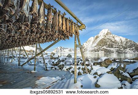 Stock Image - Stockfish on wooden frame, drying rack in winter, behind mountains, Nordland, Lofoten, Norway, Europe. Fotosearch