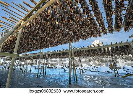 Stock Image - Stockfish on wooden rack, drying rack in winter, Nordland, Lofoten, Norway, Europe. Fotosearch