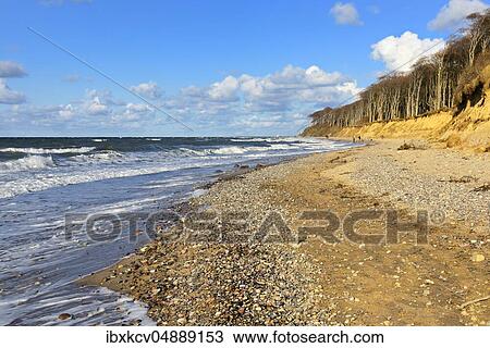 Stormy and sunny winter day at the Baltic Sea, ghost forest at the beach, Nienhagen, Mecklenburg-Vorpommern, Germany, Europe View Large Photo Image Stock Image - Stormy and sunny winter day at the Baltic Sea, ghost forest at the beach, Nienhagen, Mecklenburg-Vorpommern, Germany, Europe. Fotosearch