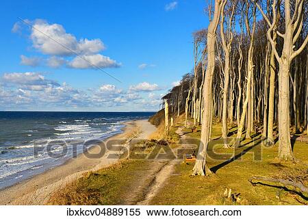 Stormy and sunny winter day at the Baltic Sea, ghost forest at the beach, Nienhagen, Mecklenburg-Vorpommern, Germany, Europe View Large Photo Image Stock Photography - Stormy and sunny winter day at the Baltic Sea, ghost forest at the beach, Nienhagen, Mecklenburg-Vorpommern, Germany, Europe. Fotosearch