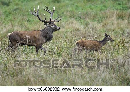 Stock Image - Strong red deer ( Cervus elaphus) and calf in rut, Klamptenborg, Copenhagen, Denmark, Europe. Fotosearch