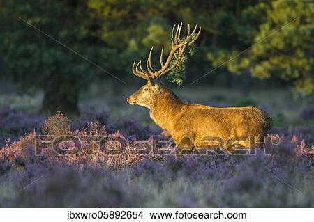 Picture - Strong red deer ( Cervus elaphus) in flowering heath with twig in antlers during rutting, National Park De Hoge Veluwe, Netherlands. Fotosearch