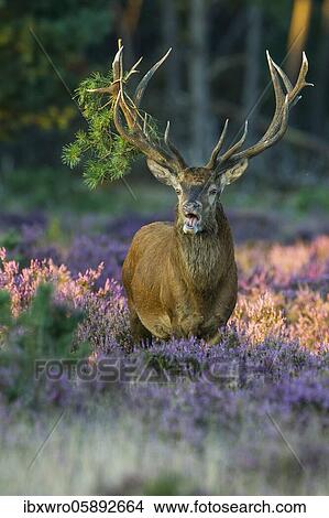 Strong red deer ( Cervus elaphus) in flowering heath with twig in antlers during rutting, National Park De Hoge Veluwe, Netherlands View Large Photo Image Picture - Strong red deer ( Cervus elaphus) in flowering heath with twig in antlers during rutting, National Park De Hoge Veluwe, Netherlands. Fotosearch