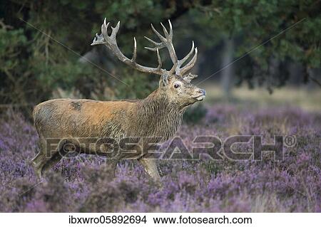 Strong red deer ( Cervus elaphus) in blooming heath during the rut, National Park De Hoge Veluwe, Netherlands View Large Photo Image Picture - Strong red deer ( Cervus elaphus) in blooming heath during the rut, National Park De Hoge Veluwe, Netherlands. Fotosearch