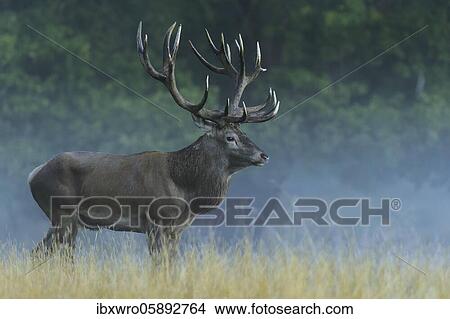 Strong red deer ( Cervus elaphus) in rut, Klamptenborg, Copenhagen, Denmark, Europe View Large Photo Image Picture - Strong red deer ( Cervus elaphus) in rut, Klamptenborg, Copenhagen, Denmark, Europe. Fotosearch