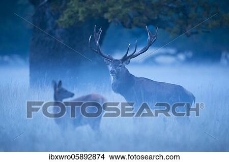 Strong red deer ( Cervus elaphus) in the rut, blue hour, Klamptenborg, Copenhagen, Denmark, Europe View Large Photo Image Picture - Strong red deer ( Cervus elaphus) in the rut, blue hour, Klamptenborg, Copenhagen, Denmark, Europe. Fotosearch