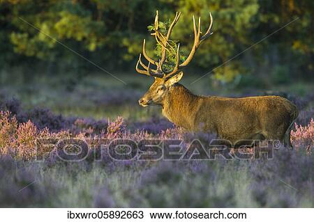 Stock Image - Strong red deer ( Cervus elaphus) in flowering heath with twig in antlers during rutting, National Park De Hoge Veluwe, Netherlands. Fotosearch