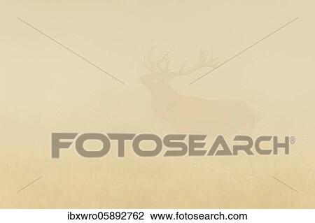Stock Image - Strong red deer ( Cervus elaphus) in the fog during the rut, Klamptenborg, Copenhagen, Denmark, Europe. Fotosearch