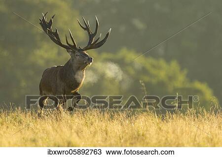 Strong red deer ( Cervus elaphus) in rut, Klamptenborg, Copenhagen, Denmark, Europe View Large Photo Image Stock Image - Strong red deer ( Cervus elaphus) in rut, Klamptenborg, Copenhagen, Denmark, Europe. Fotosearch