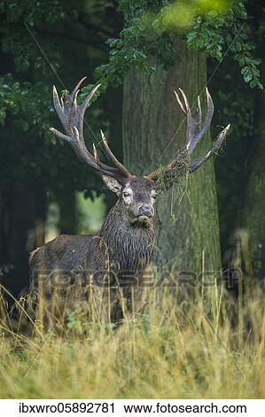 Strong red deer ( Cervus elaphus) in rut, Klamptenborg, Copenhagen, Denmark, Europe View Large Photo Image Stock Image - Strong red deer ( Cervus elaphus) in rut, Klamptenborg, Copenhagen, Denmark, Europe. Fotosearch
