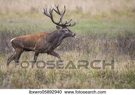 Stock Image - Strong red deer ( Cervus elaphus) in rut, Klamptenborg, Copenhagen, Denmark, Europe. Fotosearch