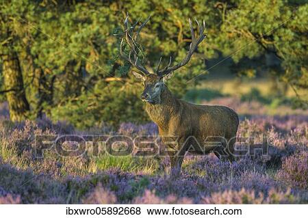 Strong red deer ( Cervus elaphus) in flowering heath with twig in antlers during rutting, National Park De Hoge Veluwe, Netherlands View Large Photo Image Stock Photo - Strong red deer ( Cervus elaphus) in flowering heath with twig in antlers during rutting, National Park De Hoge Veluwe, Netherlands. Fotosearch