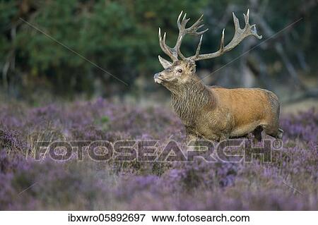 Strong red deer ( Cervus elaphus) in blooming heath during the rut, National Park De Hoge Veluwe, Netherlands View Large Photo Image Stock Photo - Strong red deer ( Cervus elaphus) in blooming heath during the rut, National Park De Hoge Veluwe, Netherlands. Fotosearch