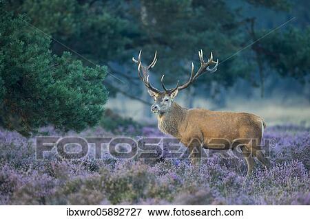 Strong red deer ( Cervus elaphus) in blooming heath during the rut, National Park De Hoge Veluwe, Netherlands View Large Photo Image Stock Photo - Strong red deer ( Cervus elaphus) in blooming heath during the rut, National Park De Hoge Veluwe, Netherlands. Fotosearch