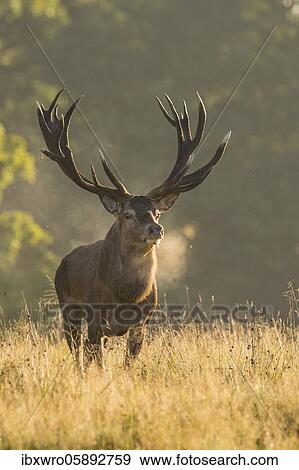 Strong red deer ( Cervus elaphus) in rut, Klamptenborg, Copenhagen, Denmark, Europe View Large Photo Image Stock Photo - Strong red deer ( Cervus elaphus) in rut, Klamptenborg, Copenhagen, Denmark, Europe. Fotosearch