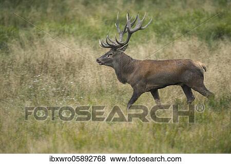 Strong red deer ( Cervus elaphus) in rut, Klamptenborg, Copenhagen, Denmark, Europe View Large Photo Image Stock Photo - Strong red deer ( Cervus elaphus) in rut, Klamptenborg, Copenhagen, Denmark, Europe. Fotosearch