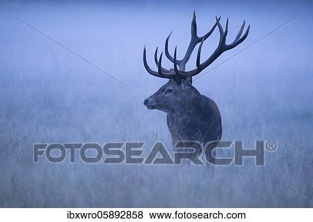 Strong red deer ( Cervus elaphus) in the rut, blue hour, Klamptenborg, Copenhagen, Denmark, Europe View Large Photo Image Stock Photo - Strong red deer ( Cervus elaphus) in the rut, blue hour, Klamptenborg, Copenhagen, Denmark, Europe. Fotosearch
