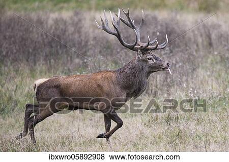 Strong red deer ( Cervus elaphus) in rut, Klamptenborg, Copenhagen, Denmark, Europe View Large Photo Image Stock Photo - Strong red deer ( Cervus elaphus) in rut, Klamptenborg, Copenhagen, Denmark, Europe. Fotosearch