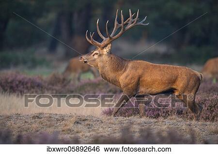 Stock Photograph - Strong red deer ( Cervus elaphus) in blooming heath during the rut, National Park De Hoge Veluwe, Netherlands. Fotosearch