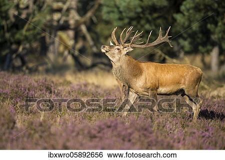 Strong red deer ( Cervus elaphus) in blooming heath during the rut, National Park De Hoge Veluwe, Netherlands View Large Photo Image Stock Photograph - Strong red deer ( Cervus elaphus) in blooming heath during the rut, National Park De Hoge Veluwe, Netherlands. Fotosearch
