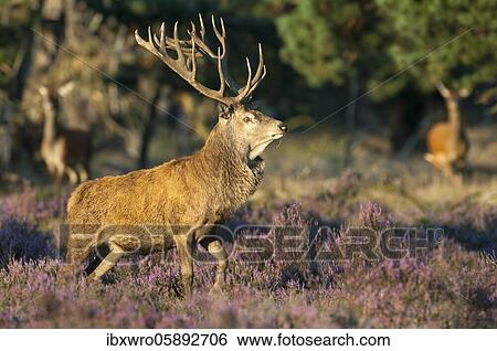 Strong red deer ( Cervus elaphus) in blooming heath during the rut, National Park De Hoge Veluwe, Netherlands View Large Photo Image Stock Photograph - Strong red deer ( Cervus elaphus) in blooming heath during the rut, National Park De Hoge Veluwe, Netherlands. Fotosearch