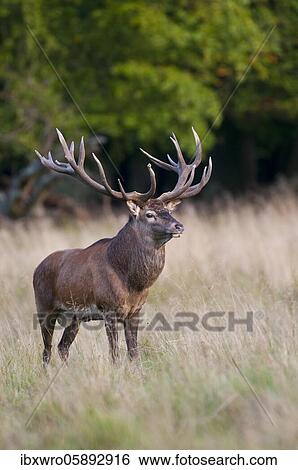 Stock Photograph - Strong red deer ( Cervus elaphus) in rut, Klamptenborg, Copenhagen, Denmark, Europe. Fotosearch