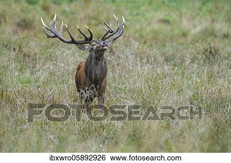 Strong red deer ( Cervus elaphus) in rut, Klamptenborg, Copenhagen, Denmark, Europe View Large Photo Image Stock Photograph - Strong red deer ( Cervus elaphus) in rut, Klamptenborg, Copenhagen, Denmark, Europe. Fotosearch