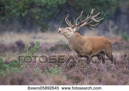 Stock Photography - Strong red deer ( Cervus elaphus) in blooming heath during the rut, National Park De Hoge Veluwe, Netherlands. Fotosearch