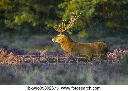 Strong red deer ( Cervus elaphus) in flowering heath with twig in antlers during rutting, National Park De Hoge Veluwe, Netherlands View Large Photo Image Stock Photography - Strong red deer ( Cervus elaphus) in flowering heath with twig in antlers during rutting, National Park De Hoge Veluwe, Netherlands. Fotosearch
