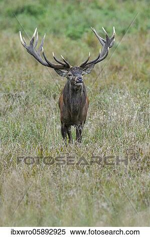 Strong red deer ( Cervus elaphus) in rut, Klamptenborg, Copenhagen, Denmark, Europe View Large Photo Image Stock Photography - Strong red deer ( Cervus elaphus) in rut, Klamptenborg, Copenhagen, Denmark, Europe. Fotosearch