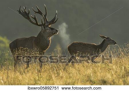 Strong red deer ( Cervus elaphus) drives old animal in the rut, Klamptenborg, Copenhagen, Denmark, Europe View Large Photo Image Stock Image - Strong red deer ( Cervus elaphus) drives old animal in the rut, Klamptenborg, Copenhagen, Denmark, Europe. Fotosearch