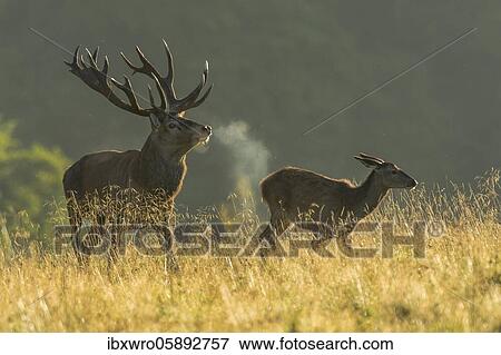 Strong red deer ( Cervus elaphus) drives old animal in the rut, Klamptenborg, Copenhagen, Denmark, Europe View Large Photo Image Stock Photo - Strong red deer ( Cervus elaphus) drives old animal in the rut, Klamptenborg, Copenhagen, Denmark, Europe. Fotosearch