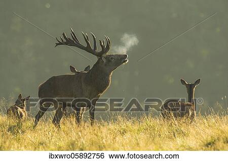 Stock Photograph - Strong red deer ( Cervus elaphus) pleading in the rut, Klamptenborg, Copenhagen, Denmark, Europe. Fotosearch